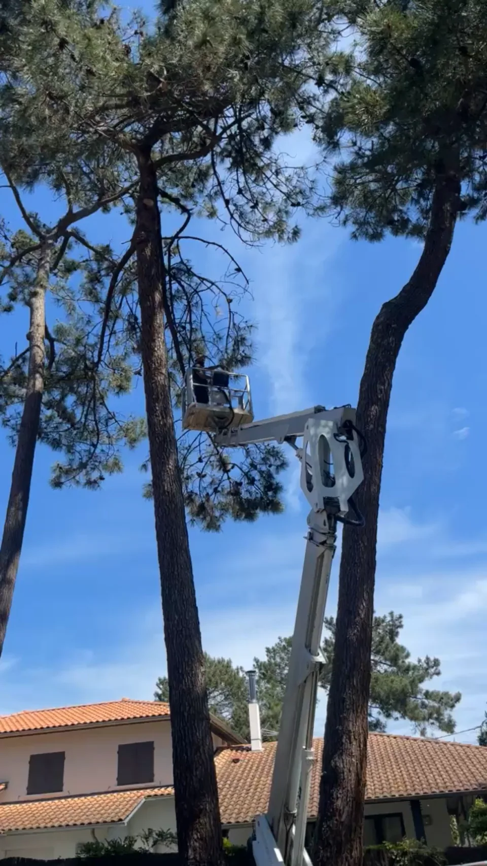 Démontage d'un peuplier creux à Blanquefort bord de Jalle
