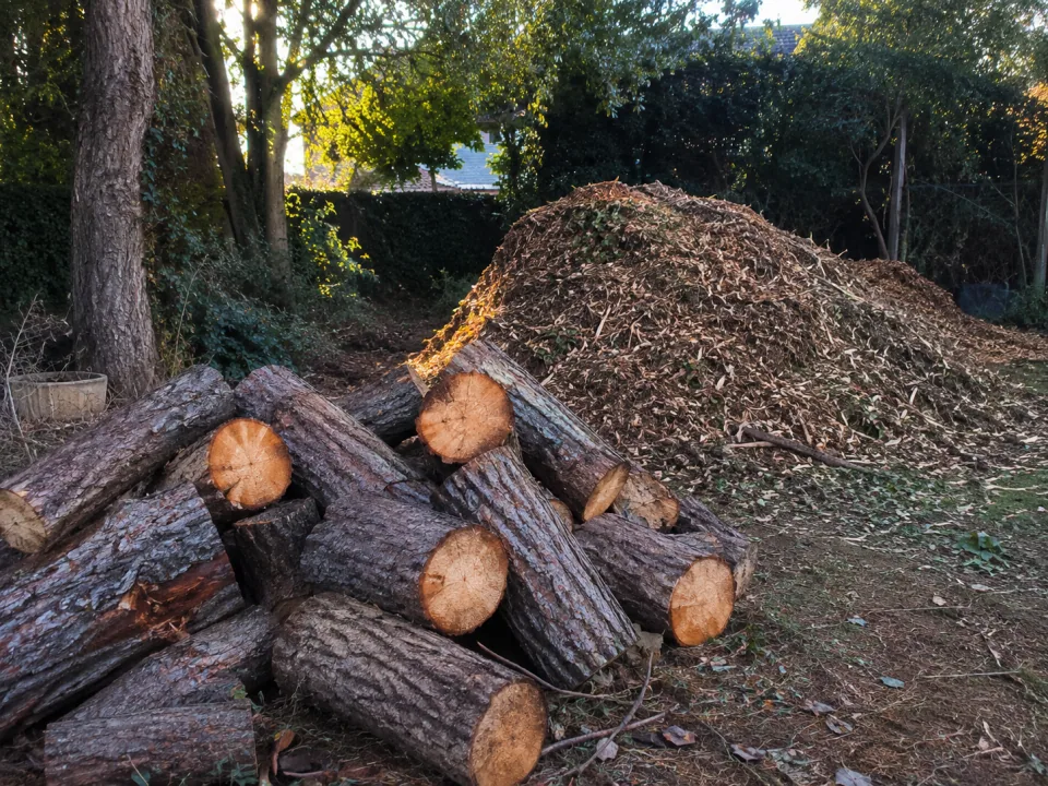Réduction de couronne de cèdres AOC à Blanquefort