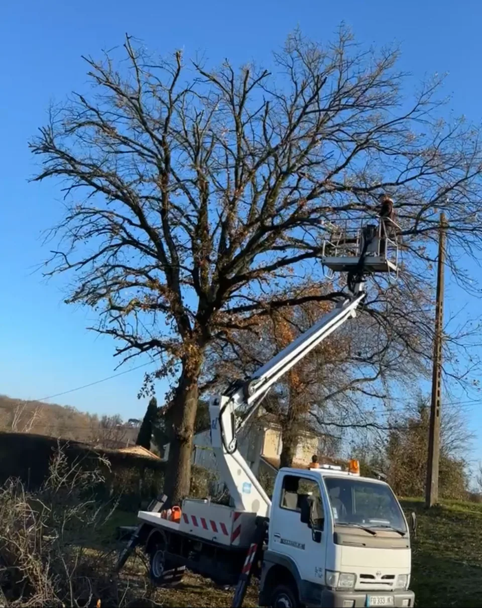 Détail d'élagage à Eysines