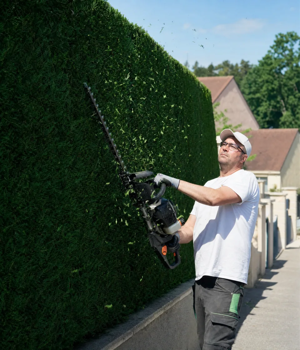 Taille de haie à Blanquefort